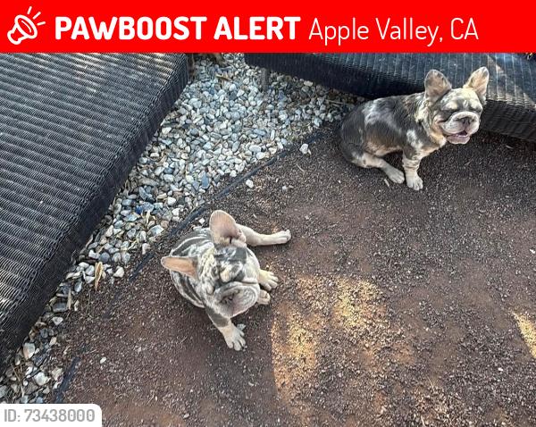 Lost Female Dog last seen Thunderbird, Apple Valley, CA 92307
