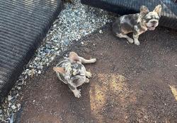 Lost Female Dog last seen Thunderbird, Apple Valley, CA 92307
