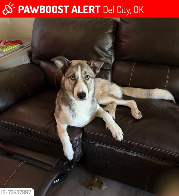Lost Female Dog last seen 15th and sunnylane, Del City, OK 73115