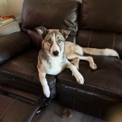 Lost Female Dog last seen 15th and sunnylane, Del City, OK 73115