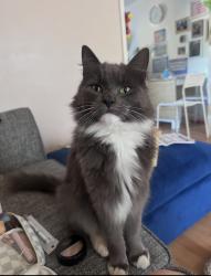 Lost Male Cat last seen So16 8eb, Southampton, England 