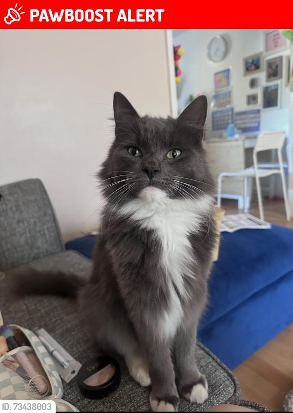Lost Male Cat last seen So16 8eb, Southampton, England 