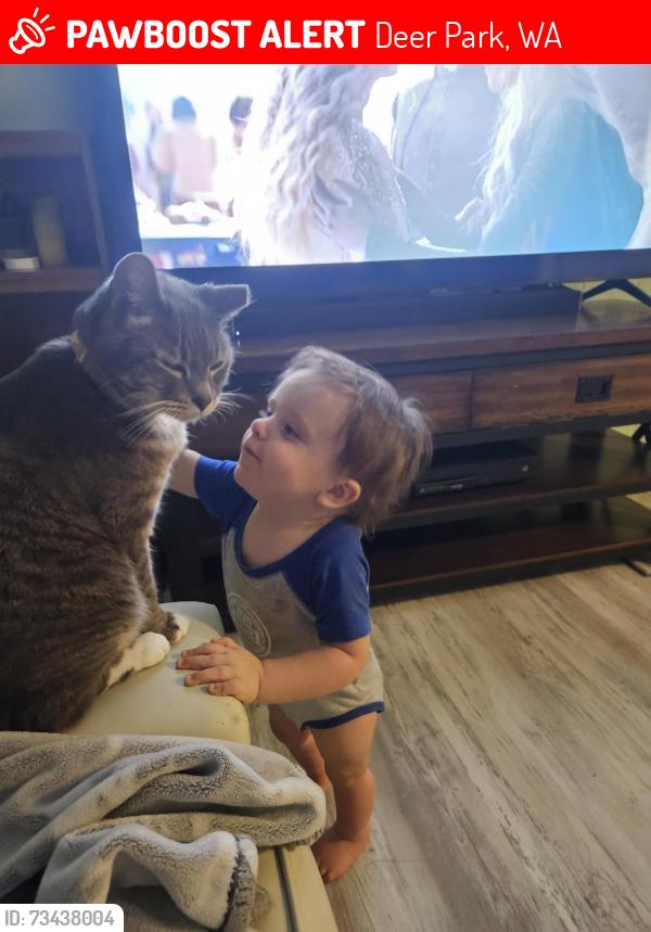 Lost Male Cat last seen 6th and collivile, Deer Park, WA 99006