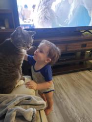 Lost Male Cat last seen 6th and collivile, Deer Park, WA 99006
