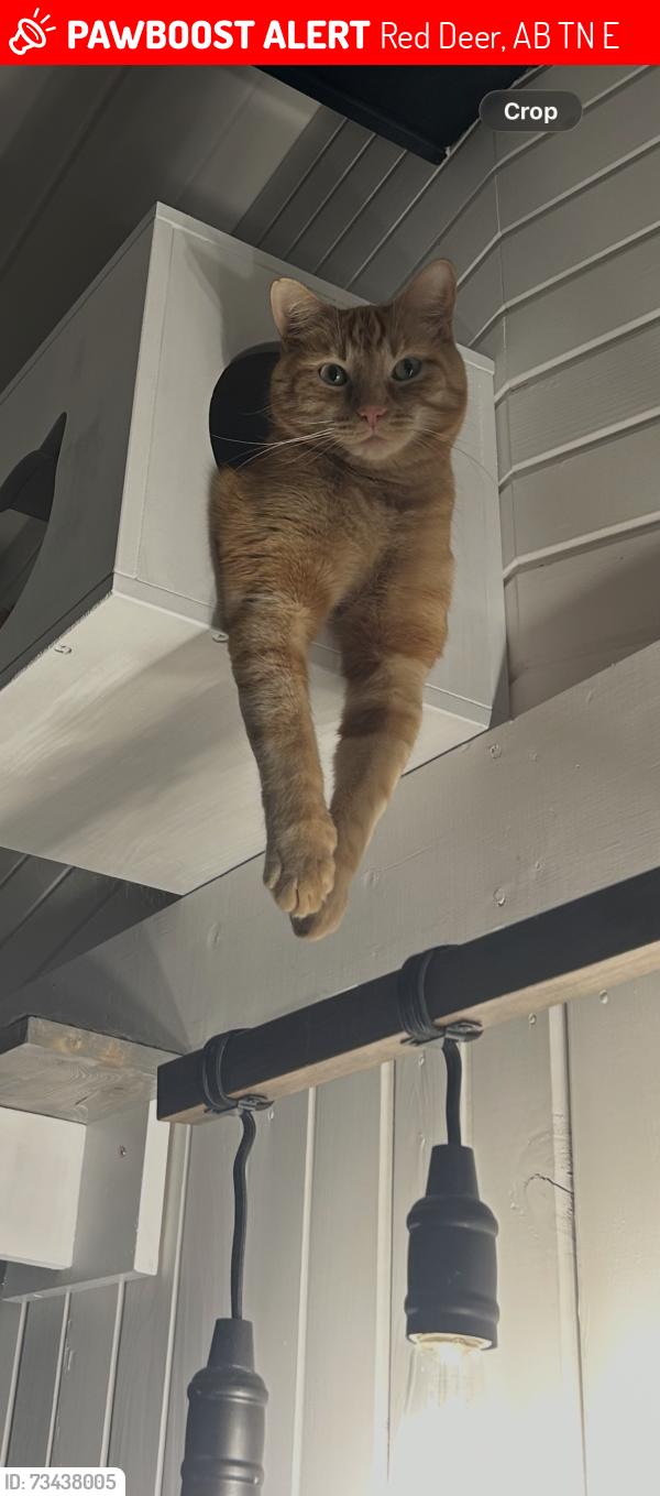 Deceased Male Cat last seen Selkirk, Red Deer, AB T4N 0E2