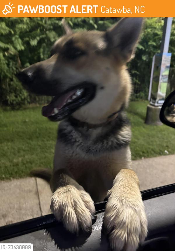 Found/Stray Male Dog last seen Oxford School Rd and I-40 Valero, Catawba, NC 28609