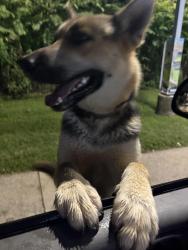 Found/Stray Male Dog last seen Oxford School Rd and I-40 Valero, Catawba, NC 28609