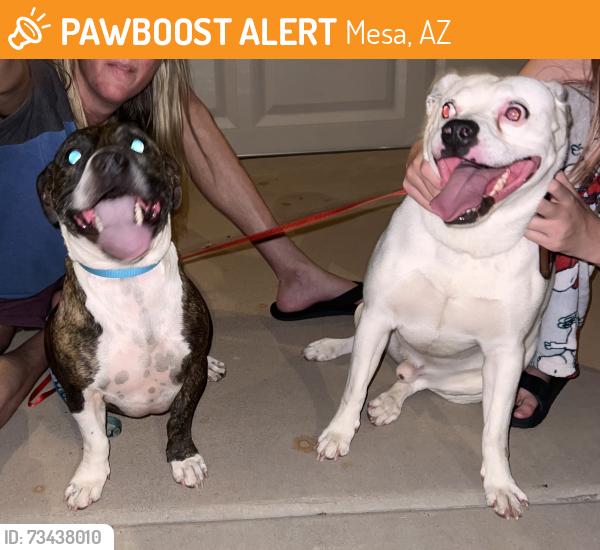 Found/Stray Male Dog last seen Ellsworth and Guadalupe, Mesa, AZ 85209