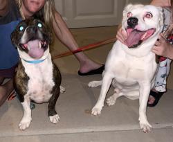 Found/Stray Male Dog last seen Ellsworth and Guadalupe, Mesa, AZ 85209