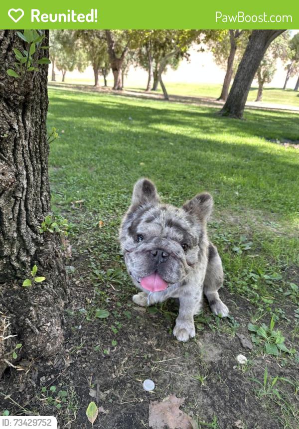 Reunited Male Dog last seen Near Benicia Rd Vallejo CA, Vallejo, CA 94590