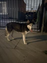 Found/Stray Unknown Dog last seen 60th ST & Denker, Los Angeles, CA 90047