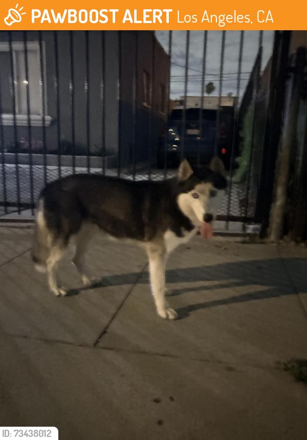 Found/Stray Unknown Dog last seen 60th ST & Denker, Los Angeles, CA 90047