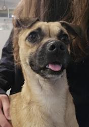Found/Stray Male Dog last seen Connie Way and Monica, Menifee, CA 92586