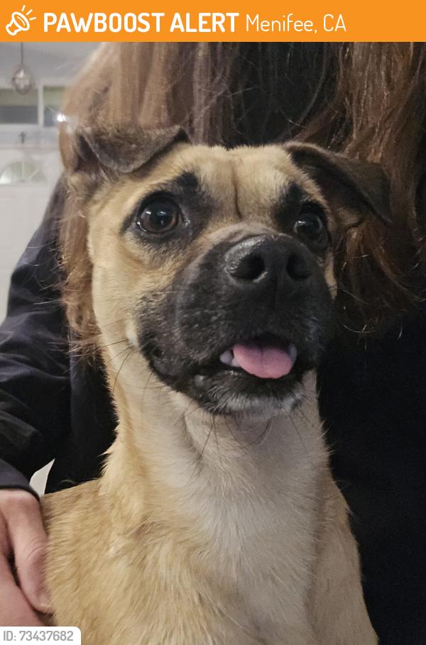 Found/Stray Male Dog last seen Connie Way and Monica, Menifee, CA 92586