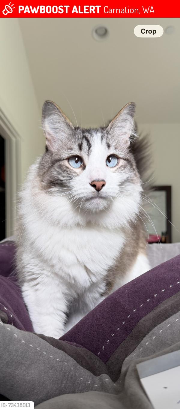 Lost Male Cat last seen Mile post 8 off 203, Carnation, WA 98014
