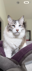 Lost Male Cat last seen Mile post 8 off 203, Carnation, WA 98014