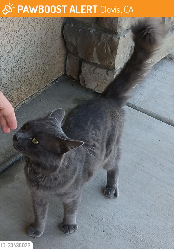 Found/Stray Unknown Cat last seen Temperance and Ashlan, Clovis, CA 93727