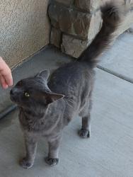 Found/Stray Unknown Cat last seen Temperance and Ashlan, Clovis, CA 93727