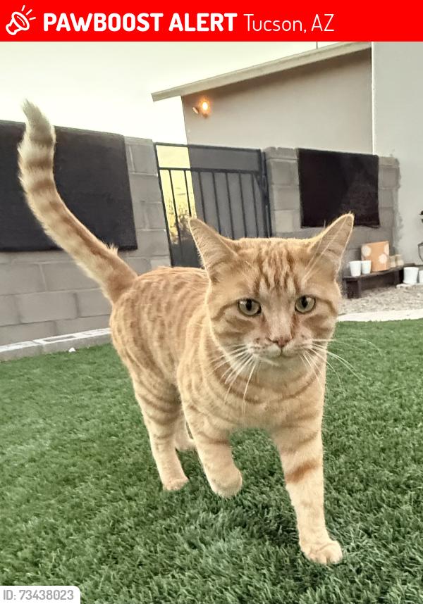 Lost Male Cat last seen S. Mark Rd. / S. Joseph Avenue 85757, Tucson, AZ 85757