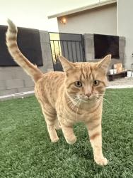Lost Male Cat last seen S. Mark Rd. / S. Joseph Avenue 85757, Tucson, AZ 85757