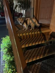 Found/Stray Male Dog last seen Roxy St, Santa Ana, CA 92706