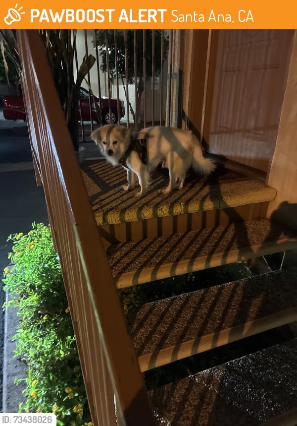 Found/Stray Male Dog last seen Roxy St, Santa Ana, CA 92706