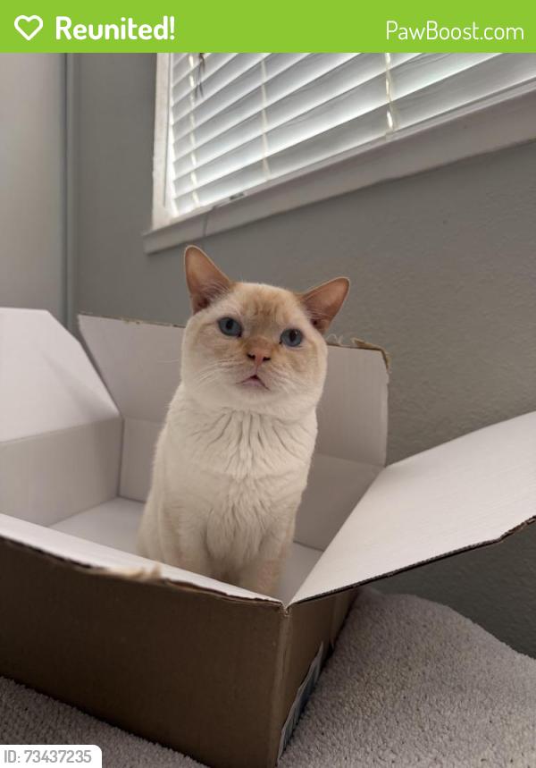 Reunited Male Cat last seen Washburn way, Larchmont street, North Highlands, CA 95660