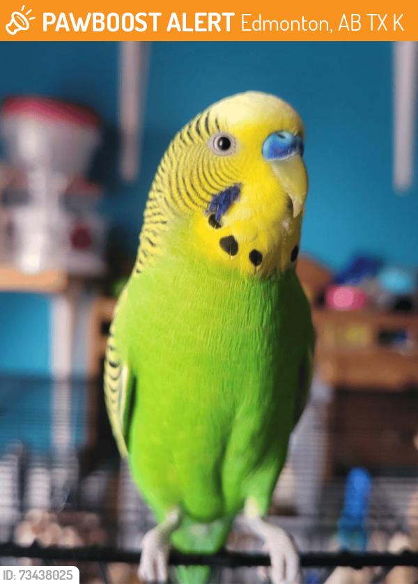 Found/Stray Unknown Bird last seen Carlisle soccer field, Edmonton, AB T5X 5K7