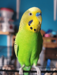 Found/Stray Unknown Bird last seen Carlisle soccer field, Edmonton, AB T5X 5K7