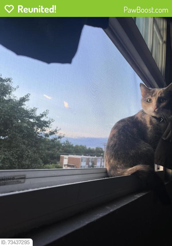 Reunited Female Cat last seen Halethorpe, near savemart, Halethorpe, MD 21227