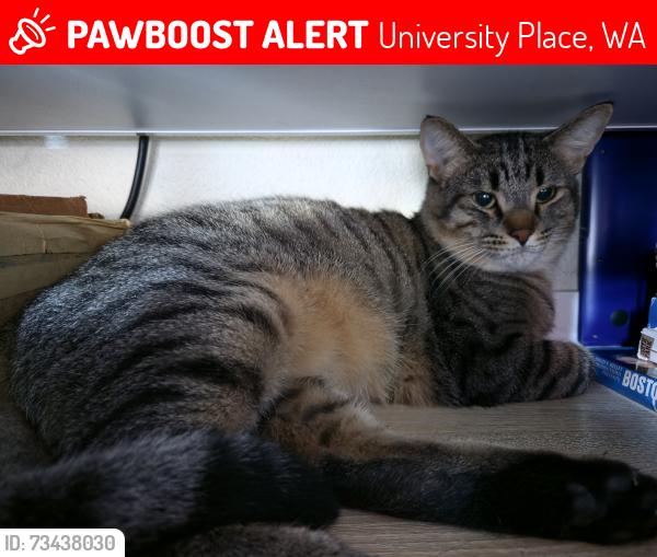 Lost Male Cat last seen Bridgeport, University Place, WA 98467