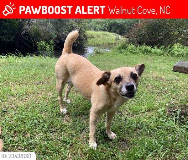 Lost Female Dog last seen Hindsdale rd and hwy 65 walnut cove, Walnut Cove, NC 27052