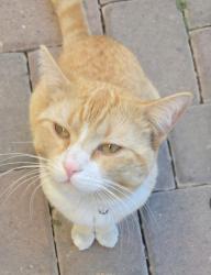 Lost Male Cat last seen Avondale, Jackson st, Avondale, AZ 85323