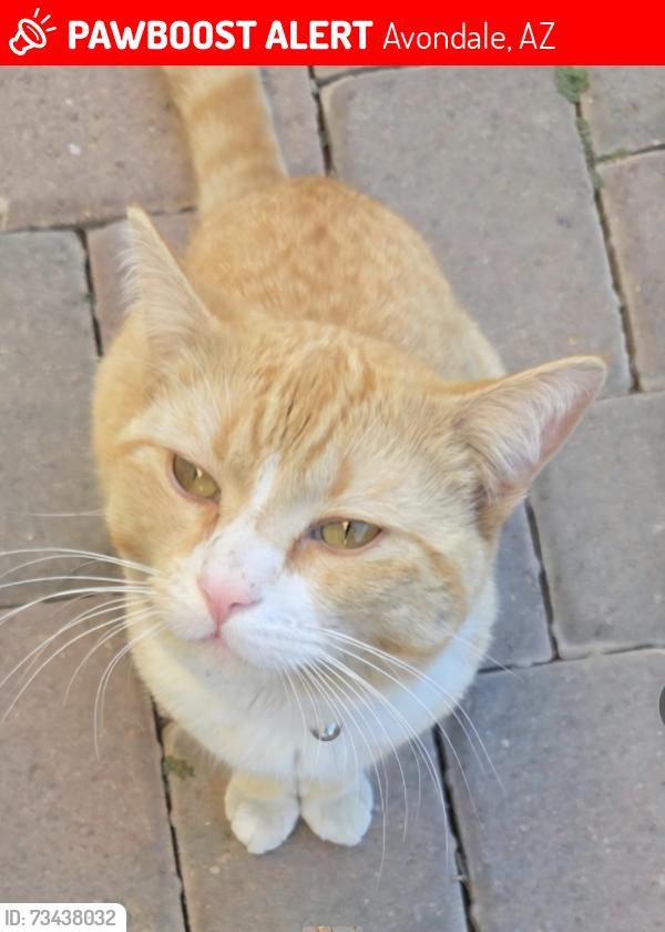 Lost Male Cat last seen Avondale, Jackson st, Avondale, AZ 85323