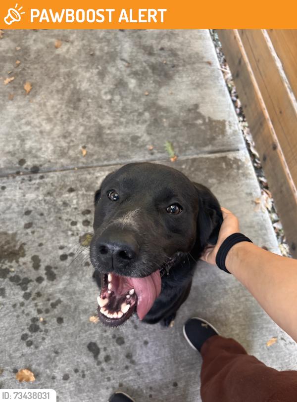 Found/Stray Male Dog last seen Hwy 132 and maze blvd, San Joaquin County, CA 95385