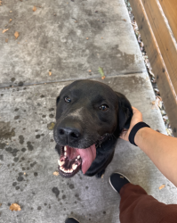 Found/Stray Male Dog last seen Hwy 132 and maze blvd, San Joaquin County, CA 95385