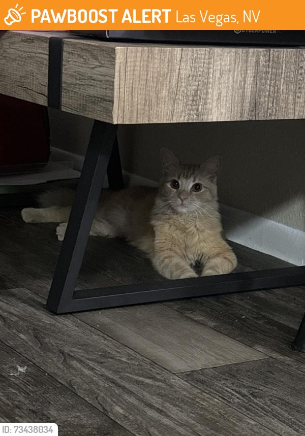 Found/Stray Male Cat last seen Lindell & Tropicana, Las Vegas, NV 89118