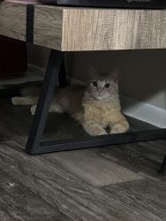 Found/Stray Male Cat last seen Lindell & Tropicana, Las Vegas, NV 89118