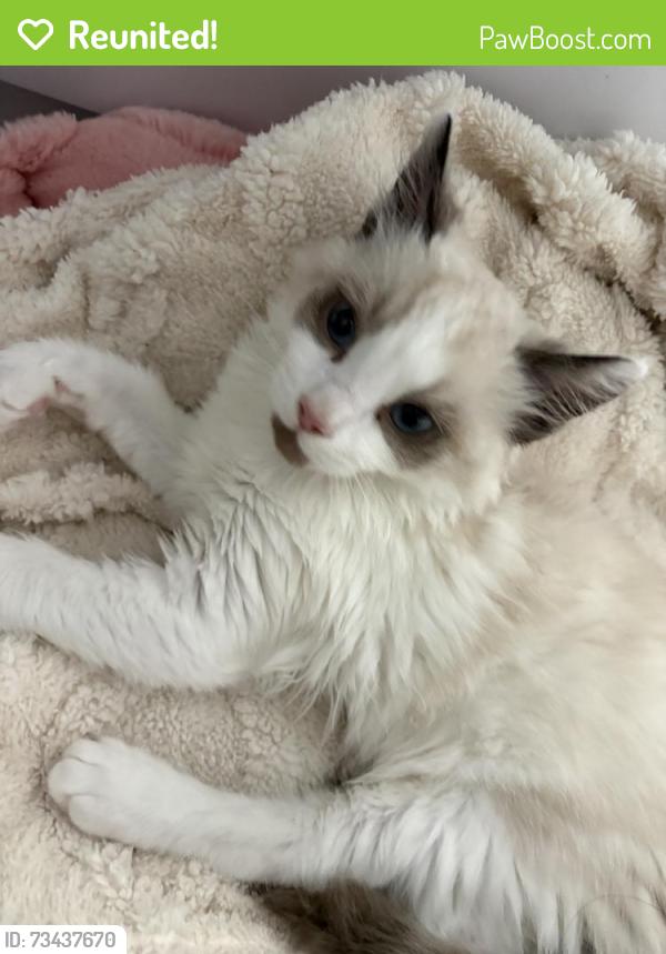 Reunited Female Cat last seen Near Clementina St, San Francisco, CA 94103, USA, San Francisco, CA 94103