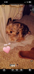 Lost Male Dog last seen NW 23rd st, Oklahoma City, OK 73107
