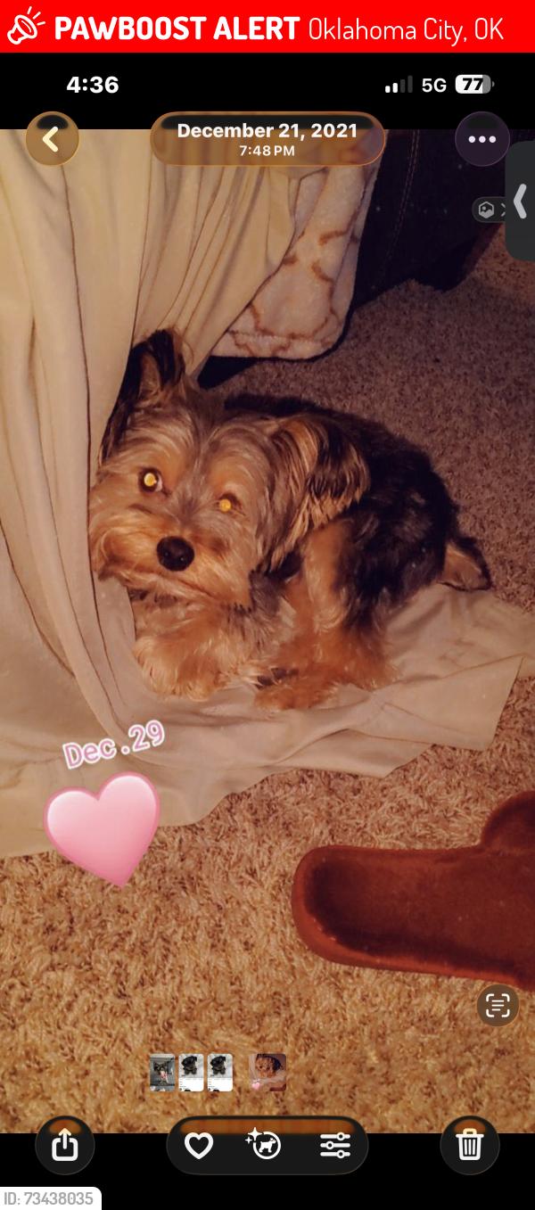 Lost Male Dog last seen NW 23rd st, Oklahoma City, OK 73107