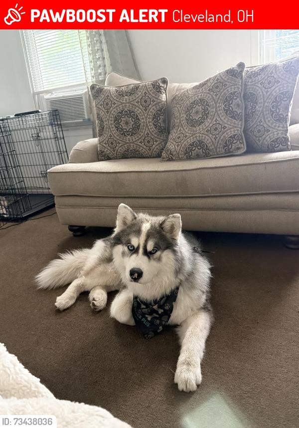 Lost Male Dog last seen Near Fulton Rd and Lorain Rd, Cleveland, OH 44113