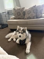 Lost Male Dog last seen Near Fulton Rd and Lorain Rd, Cleveland, OH 44113