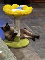 Lost Female Cat last seen Tanglewood Area nearShady Creek Dr and Blackhaw near park, Fort Worth, TX 76109