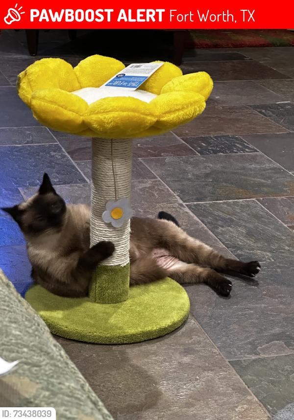 Lost Female Cat last seen Tanglewood Area nearShady Creek Dr and Blackhaw near park, Fort Worth, TX 76109