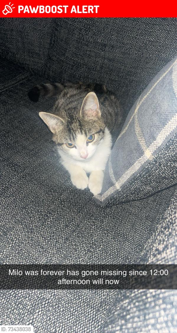 Lost Male Cat last seen Hedge way, West Yorkshire, England 