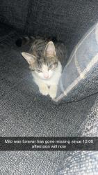 Lost Male Cat last seen Hedge way, West Yorkshire, England 