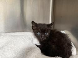Shelter Stray Male Cat last seen , 3201 Lacy St, Los Angeles, CA 90031, USA