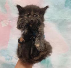 Shelter Stray Female Cat last seen WINDWOOD WAY / RED FOX WAY, 9150 Union Park Way, Elk Grove, CA 95624, USA