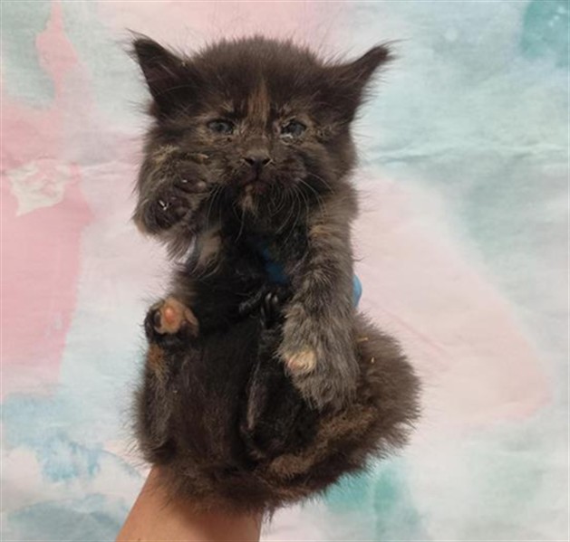 Shelter Stray Female Cat last seen WINDWOOD WAY / RED FOX WAY, 9150 Union Park Way, Elk Grove, CA 95624, USA